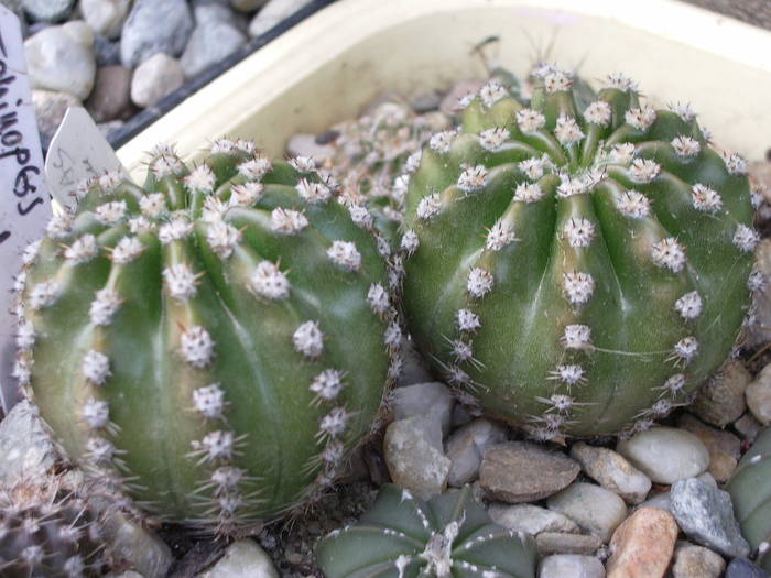 Echinopsis cv. "Imperial" - Fotografii cactusi - suculente 2009