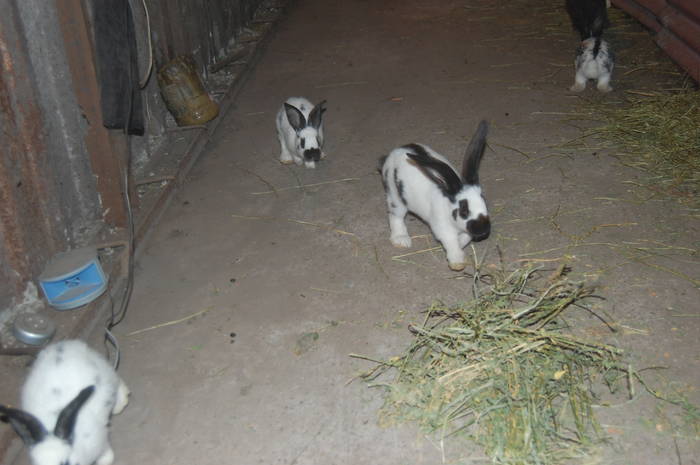 DSC_0064 - POZE  CU IEPURASI