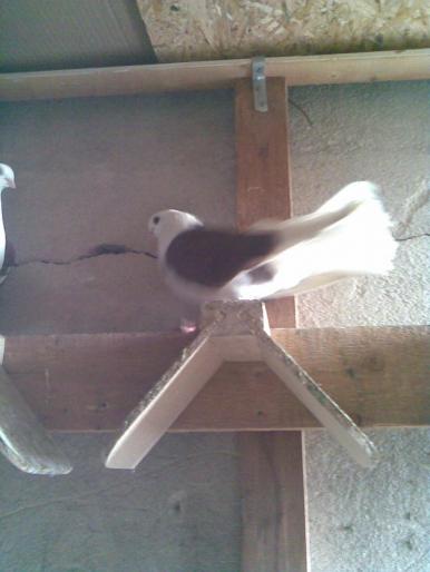 Imag007 - jucatori- culbutant