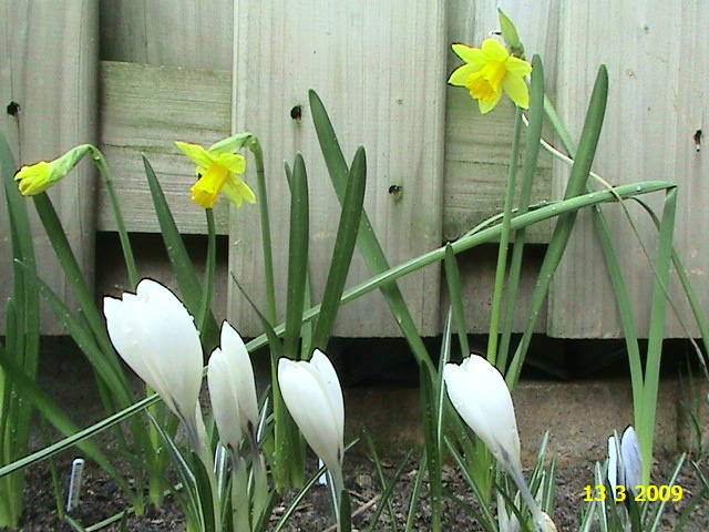 Narcise si crocusi 13 mart 2009 (1) - narcise