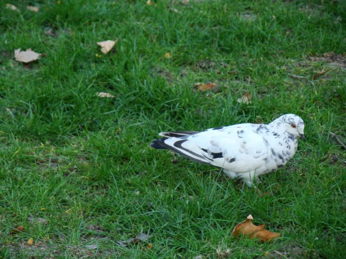 DSC02793 - 2008-03-22 - La padure-Baneasa