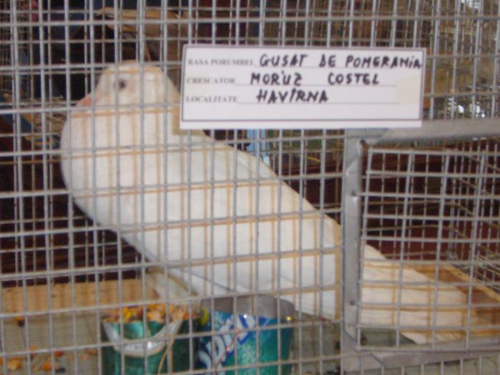 Picture 107 - Expozitia Columbofilia Traditie Si Pasiune din DOROHOI tinuta in perioada 15-20 februarie 2009