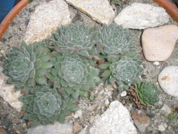 Sempervivum de la Gino - plante de exterior - iarna 2008 - 2009