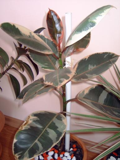 Ficus 3 - Plantele mele de interior