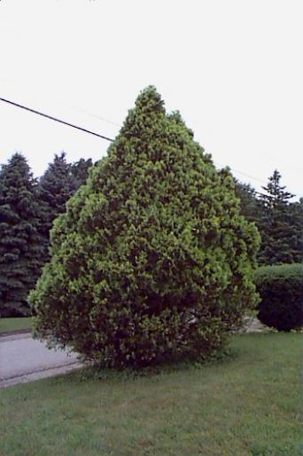 THUJA OCCIDENTALIS - Plante rasinoase