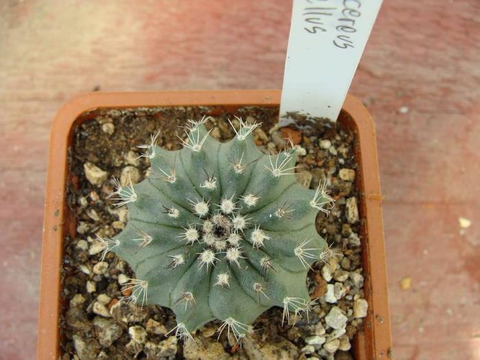 E.pulchelus