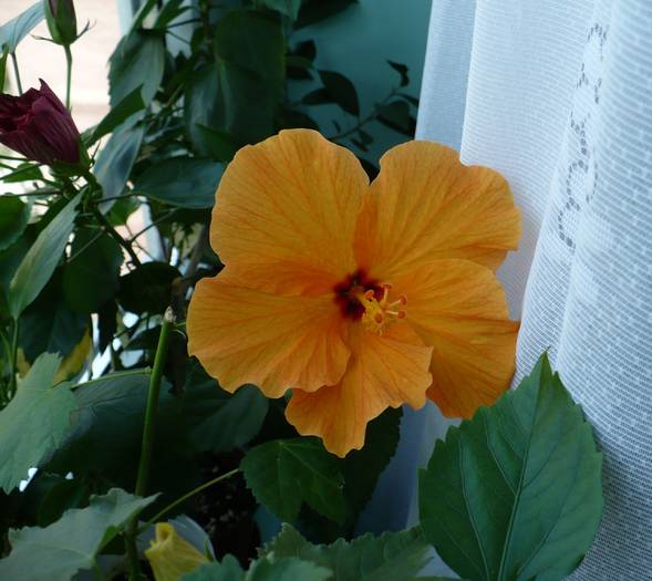 P1140869 - HIBISCUSI