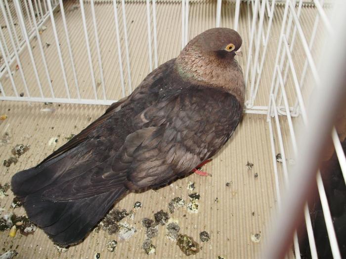 orbetean 5 - 1506 2 porumbei rz