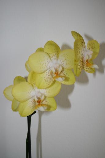 phalaenopsis; fam. orchidaceae
