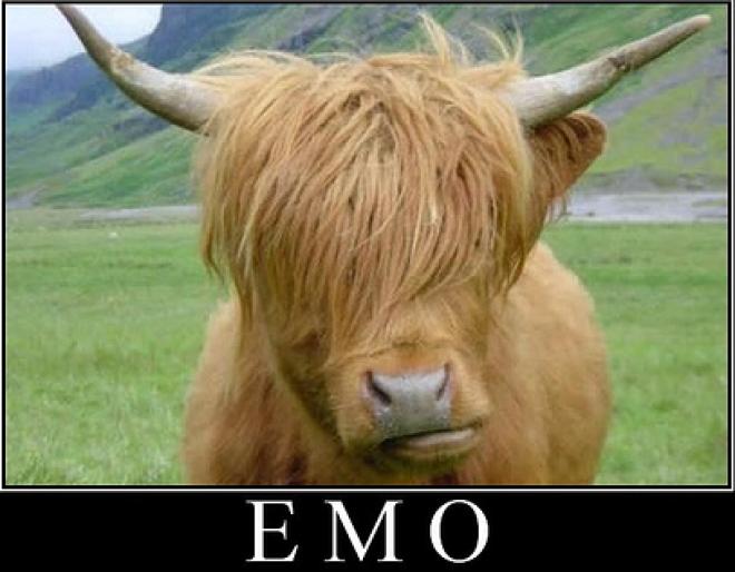 emo_cow; vaca emo
