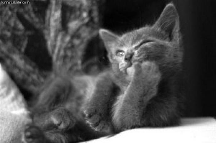 poze-animale-amuzante-pisici-ganditoare-300x199 - Poze haioase