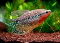 Trichogaster%20leeri