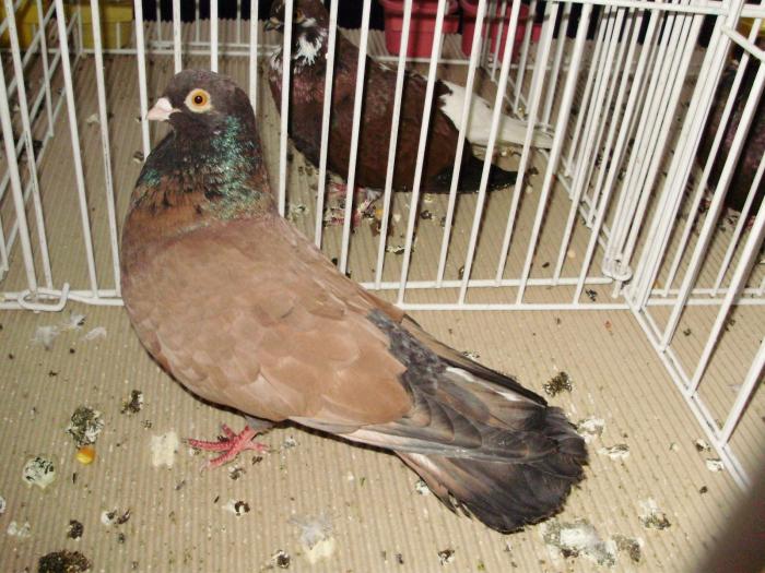 orb 1 - 1506 2 porumbei rz