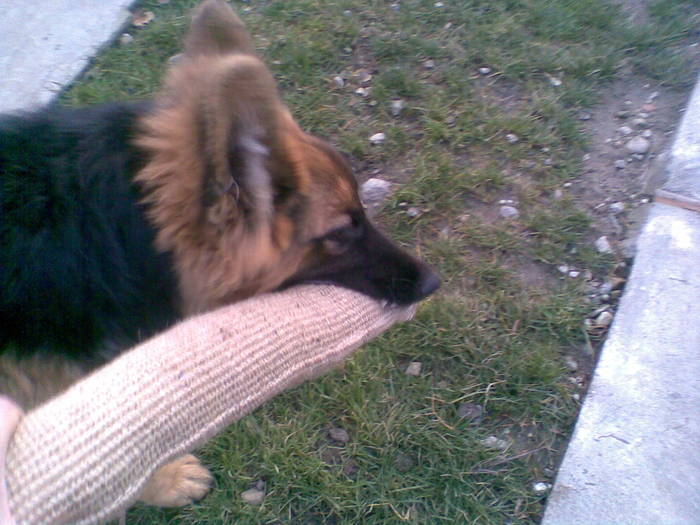 Image067 - CAINI- pisici-DIVERSE