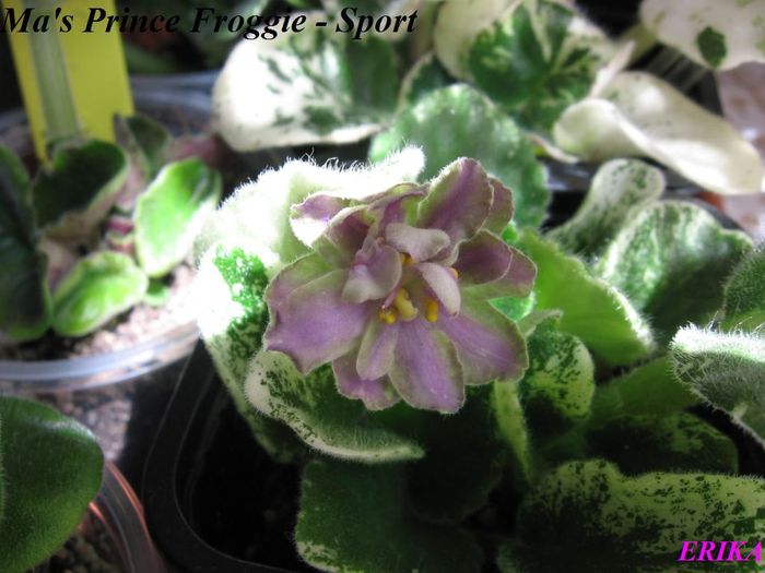 Ma's Prince Froggie - Sport 2009 jul 29