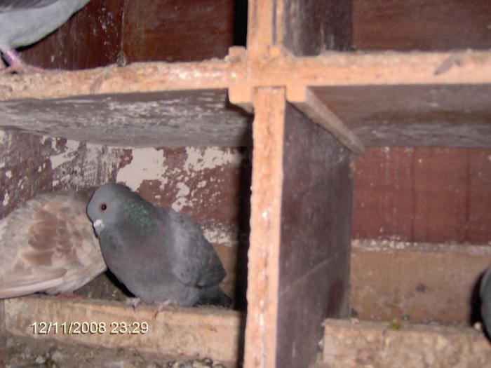 IM001038 - 4 turturele porumbei papagali caini pisici
