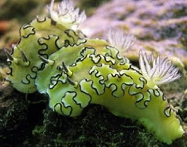 Nudibranch-seaslugs-thailand-(57) - In mare
