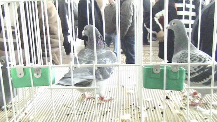 Copy (2) of Picture 1049