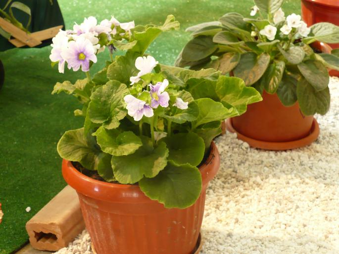 P1010468 - Pitesti 19 aprilie 2008 - II