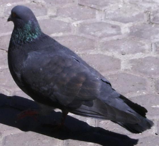 Picture 241 - 18c Bucuresti