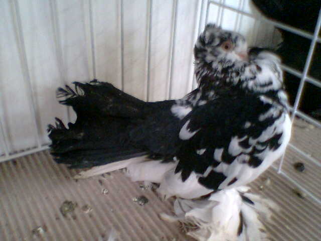  - EXPO NATIONALA LUGOJ DECEMBRIE 2009