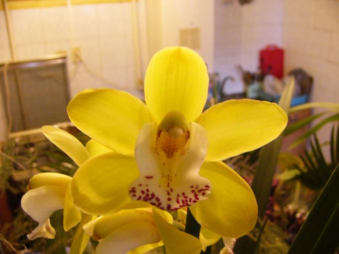 cymbidium - orchidee