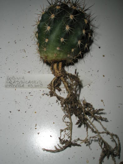 Lobivia crassicaulis