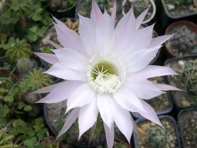 Echinopsis multiplex
