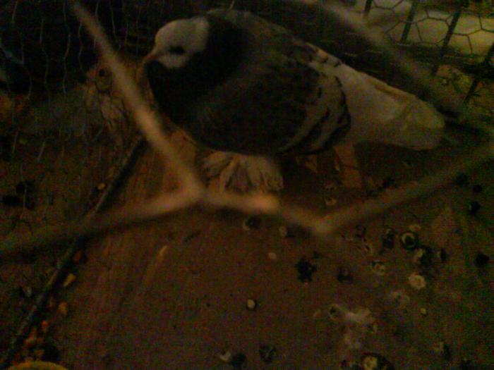 DSC00352 - Expozitia de la Tarnaveni din 2009