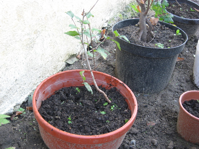 IMG_0292 - viitori bonsai