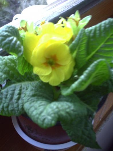 primula - plante-2009