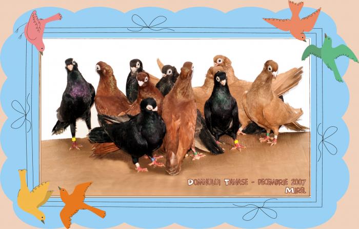 Picture 096 - jucatori de constanta