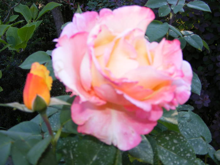 DSCF0997