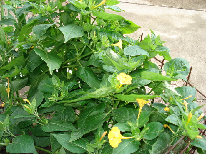 DSC09651