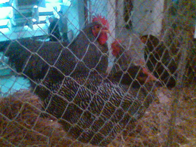 Imag082 - EXPO SATU MARE 2009