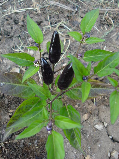 Ardei Iute Negru (2009, July 09) - Black Chili Pepper_01