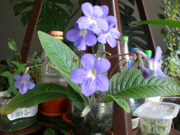 7 mai 015 - streptocarpus