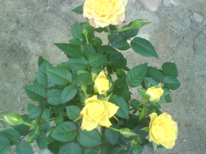 DSC00131 - trandafiri de gradina-butasi de vanzare