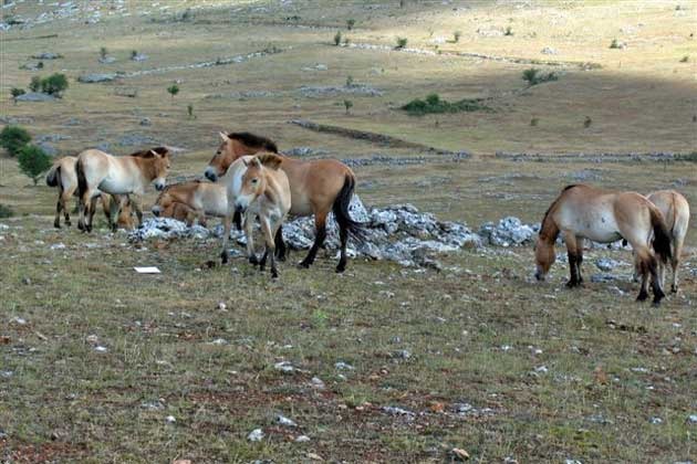 Calul lui przewalski in pasunile din Mongolia