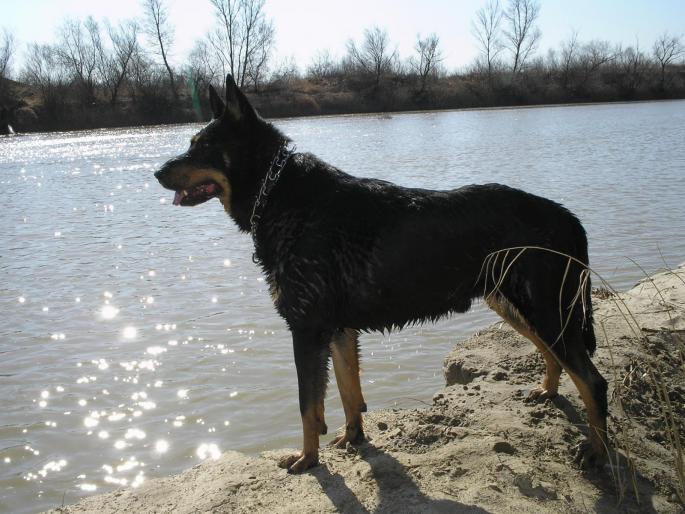 P3040110 - Nero-Rasa Beauceron