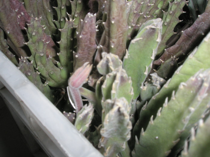 Stapelia gettleffi - inceput de fructe