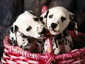 a_superstock_1566-0145460