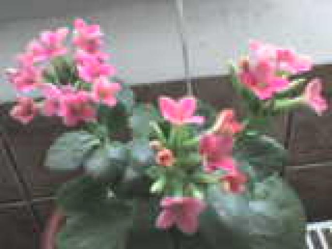 KALANCHOE ROZ; kalanchoe roz
