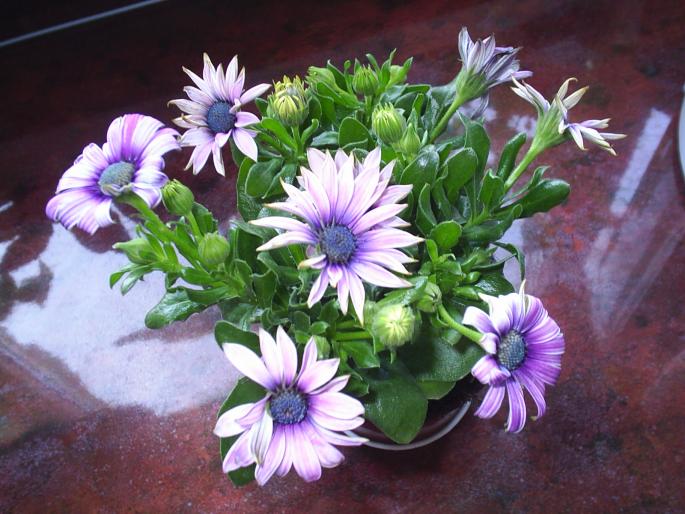 osteospermum