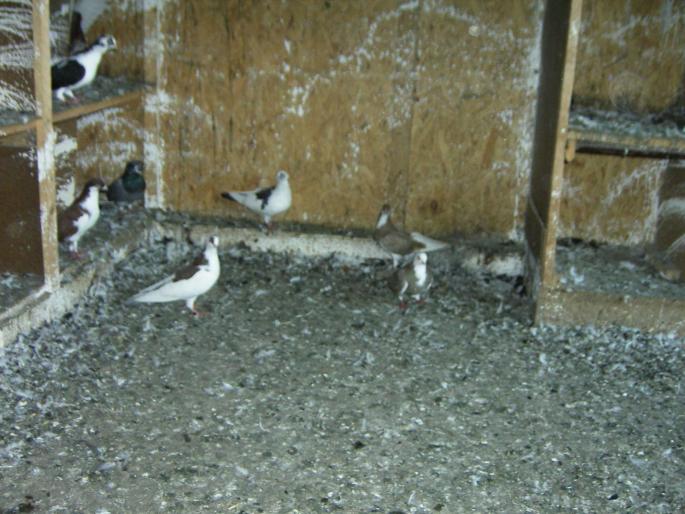 43600395 - 1702 Elvir Mustafa