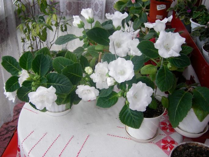 Gloxinii albe simple si duble