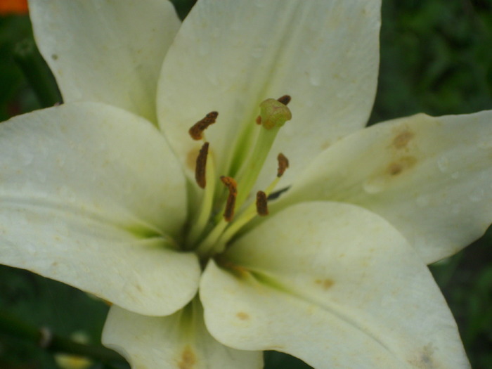 DSCI1088 - flori din gradina mea