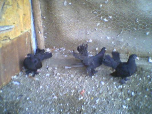 cei trei muschetari. - Roller de colectie