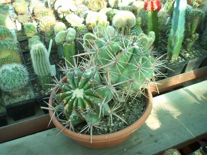 Rajko (37) - Cactusi