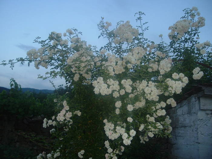 DSCF0932; trandafiri
